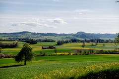 Die vielen gelben Felder bei Kalthäusern verwandeln das Land in ein blühendes Paradies. (Bild: Thomas Segenreich)