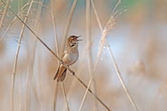 «Der Rohrschwirl hat einen speziellen Gesang: Er klingt wie ein insektenartiges Schwirren», schreibt Leserin Marianne Schmid. (Bild: Cudrefin VD, 22. April 2019)