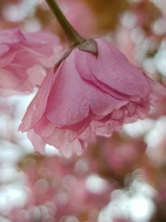 Eine Japanische Kirschblüte im Sonnenschein. (Bild: Reto Schlegel)