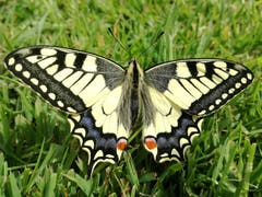 Ein Schwalbenschwanz im Garten in Rorschacherberg. (Bild: Rahel Nett)