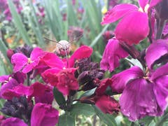 Ein Falter auf einer Blüte. (Bild: Elia Müller)