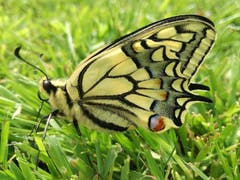 Ein Schwalbenschwanz im Garten in Rorschacherberg. (Bild: Rahel Nett)