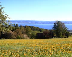 Frühling pur - Föhnstimmung und Frühlingsblumen im Waldpark, Heiden. (Bild: Fredy Zünd)