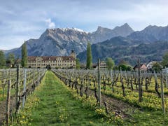 Maienfeld: Frühling in der Bündner Herrschaft. (Bild: Toni Sieber)