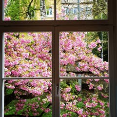 Blühende Aussichten. (Bild: Reto Schlegel)
