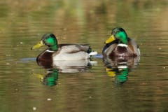 Zwei Erpel am Unterbachweiher in Trogen. (Bild: Hans Aeschlimann)