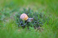 Eine Schnecke unterwegs. (Bild: Petra Jung, Hämikon, 25. April 2019)