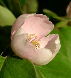Quittenblüte in der Münchwiler Abendsonne. (Bild: Stephan Lendi)