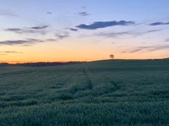 Sonnenaufgang in Alterswilen. (Bild: Reto Schubnell)