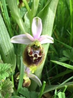 Beinahe ausgestorben im Rheintal, die Hummelorchis. (Bild: Toni Sieber)