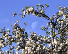 Der Mond umrahmt von Apfelblust in St.Gallen. (Bild: Sara Schwendener)