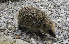 Fertig mit Winterschlaf! Ein Igel unterwegs in Montlingen. (Bild: Toni Sieber)