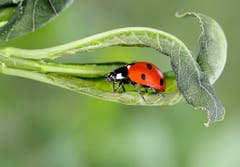 Muttergotteskäferchen. (Bild: Bruno Schuler, Buochs, 25. April 2019)