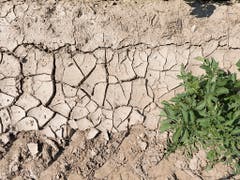 Ein Teil eines im letzten Jahr vertrockneten Kartoffelfeldes: Für die in den letzten zwei Wochen gepflanzten Kartoffeln ist der Regen nun existenziell. (Bild: KEYSTONE/GAETAN BALLY)