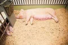 Mutter Schwein und ihre Kleinen gönnen sich etwas Ruhe. (Bild: Jakob Ineichen, Luzern, 27. April 2019)
