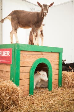 Luga-Ziegen besteigen ihre Behausung. (Bild: Jakob Ineichen, Luzern, 27. April 2019)