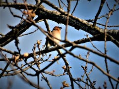 Alles Gute kommt von oben! Leise, ganz leise zwitschert dieses Rotkehlchen vor sich hin. (Bild: Margrith Imhof-Röthlin, Meggen, 18.04.2019)