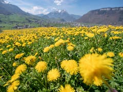 Der Löwenzahn blühte wegen der Wärme im Februar und im März früher als üblich. (Bild: KEYSTONE/URS FLUEELER)