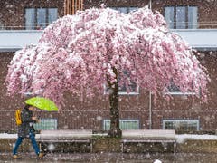 Kälte, Nässe, Blüten, hier in Freiburg: Der April 2019 hat verschiedene Seiten gezeigt. (Bild: KEYSTONE/ADRIEN PERRITAZ)
