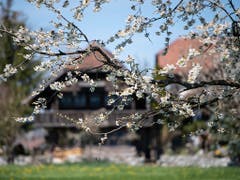 Frühe Kirschbaumblüte dank Wärme im Februar und März, in Bild in Uebeschi bei Thun im Berner Oberland. (Bild: KEYSTONE/PETER SCHNEIDER)