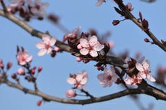 Frühlingsimpressionen - blühender japanischer Zierkirsch (Bild: Irene Wanner, Schötz, 1. April 2019)