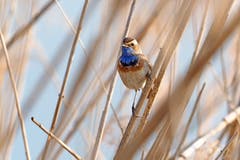 «Ich habe doch gehofft, dass ich mal ein Blaukehlchen vor die Linse bekomme. Dieser Wunsch wurde mir nun mit grösster Freude erfüllt.» (Bild: Marianne Schmid, Klingnauer Stausee, 2. April 2019)