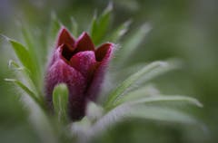 Beim Aufblühen fotografiert: Eine rote Küchenschelle (Bild: André Egli, Ettiswil, 3. April 2019)