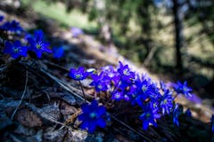 Die Leberblümchen schmückten den Wanderweg. (Bild: Vinzenz Blum, Engelberg, 1. April 2019)