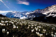 Ein Meer von Krokussen (Bild: Vinzenz Blum, Engelberg, 1. April 2019)