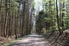 Der zweite Wald auf dem Weg wird «Franzoosewald »genannt. (Bild: Marlen Hämmerli)