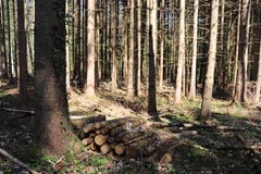 Im Wald sind viele kleine Holzstapel aufgehäuft. (Bild: Marlen Hämmerli)