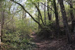 Ein Waldweg führt zum Burst. Für Personen mit Kinderwagen ist besonders dieses Stück beschwerlich. (Bild: Marlen Hämmerli)