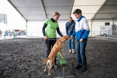 LZ-Redaktor Hugo Bischof (hinten) möchte einen Familienhund anschaffen. Sein Sohn Jim begutachtet den Mischling Chicco. Links im Bild ist die Besitzerin Claudia Bielmann. (Bild: Roger Grütter, 29. April 2019)