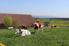 Rinder gucken vor Salenstein neugierig. (Bild: Marlen Hämmerli)
