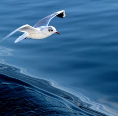Eine treue Schiffsbegleiterin auf dem Vierwaldstättersee. (Bild: Sepp Bernasconi, 1. April 2019)