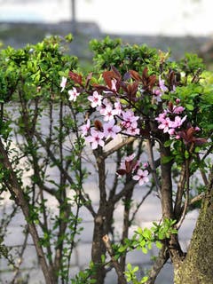 Erste Blüten im Frühling. (Bild: Sabine Ittig)