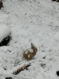 Auch Hasen geniessen den Schnee. (Bild: Heidi Berchtold, Giswil. 4. April 2019)
