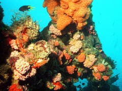 Korallenbleichen gab es immer wieder, jedoch hatte das Riff dazwischen Zeit, sich zu erholen - wie in diesem Bild von 1998. Durch den Klimawandel befürchten Experten, dass es künftig alle zwei Jahre zu massiven Korallenbleichen kommt. (Bild: KEYSTONE/AP/UDO WEITZ)