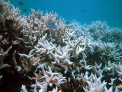 Die jüngsten Bleichen haben zu einem noch nie da gewesenen Verlust an ausgewachsenen Korallen geführt. Das wirkt sich auch auf den Korallen-Nachwuch aus. (Bild: KEYSTONE/AP UNIVERSITY OF QUEENSLAND/OVE HOEGH-GULDBERG)