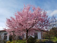 Ein japanischer Kirschbaum in voller Blüte. (Bild: Willi Sager)