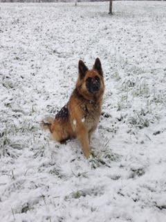 Hund Aro beim Richard Wagner Museum in Luzern. (Bild: facebook.com, Heidi Aschwanden)