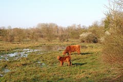 Hochlandrinder in der Petite Camargue Alsacienne. (Bild: Marianne Schmid, 1. April 2019)
