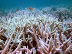 Die massiven Korallenbleichen der Jahre 2016 und 2017 haben weite Teile des Great Barrier Reefs absterben lassen. (Bild: KEYSTONE/AP UNIVERSITY OF QUEENSLAND/OVE HOEGH-GULDBERG)