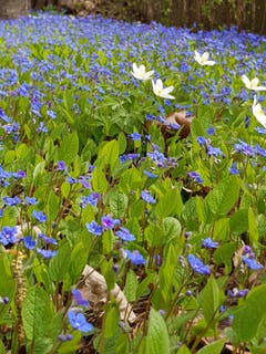 Blaue Blumenmatte mit Buschwindröschen. (Bild: Reto Schlegel)