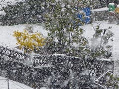 Der FrühWINTERling zu zurück! (Bild: Josef Lustenberger, Wolhusen, 4. April 2019)