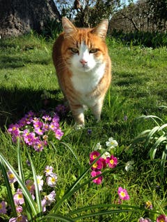 Auch die Katzen lieben den Frühling. (Bild: Toni Sieber)