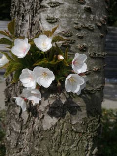 Lustige Laune der Natur - die Blüte treibt direkt aus dem Stamm. (Bild: Rahel Nett)