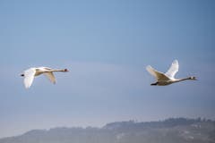 Schwanenflug am Rohrspitz. (Bild: Hans-Jörg Nüesch)