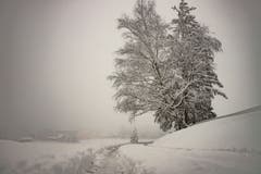 Der Winter ist zurück auf dem Zugerberg. (Bild: Daniel Hegglin, 04. April 2019)