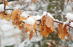Herbstlaub und Winterschnee im (April-)Frühling. (Bild: Walter Schmidt)